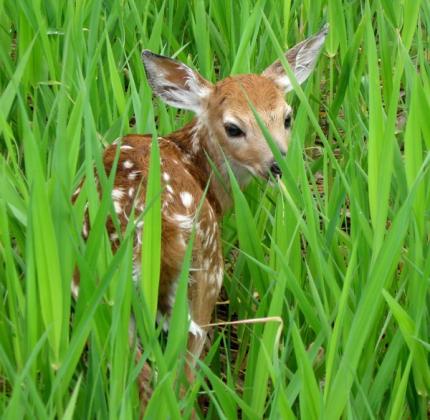 A fawn in tall grass