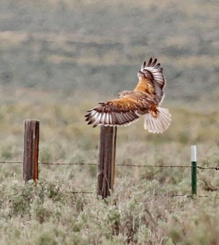 A ferruginous hawk flies low of sagebrush near a barbed wire fence with wooden posts