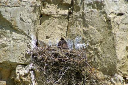 A golden eagle sits on its huge stick nest built on a rock cliff
