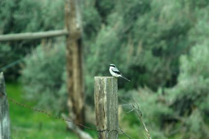 Loggerhead shrike perched on a fencepost at the Lower Crab Creek Unit