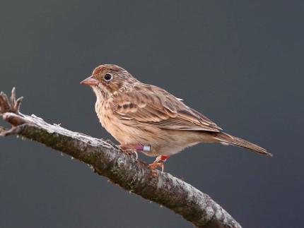 Banded Oregon Vesper Sparrow