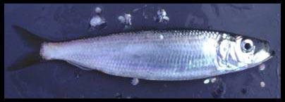 Closeup photo of a Pacific herring