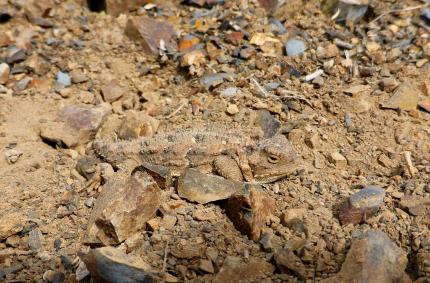 A pygmy short-horned lizard color blends with its habitat