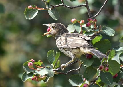 A sage thrasher, perched in a serviceberry tree, eats a red berry