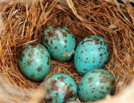Closeup of five speckled blue sage thrasher eggs in a nest 