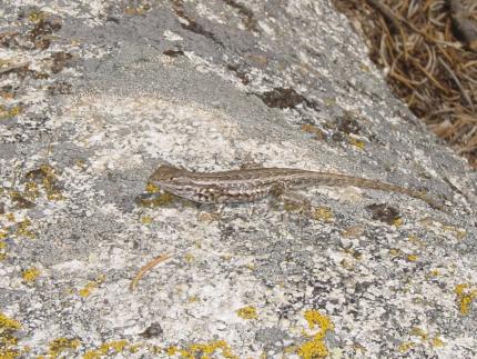 A sagebrush lizard basks in the warm sun on a gray boulder