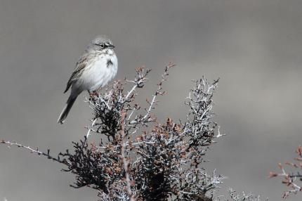 A sagebrush sparrow perches atop a shrub at Whiskey Dick Unit, L.T. Murray Wildlife Area