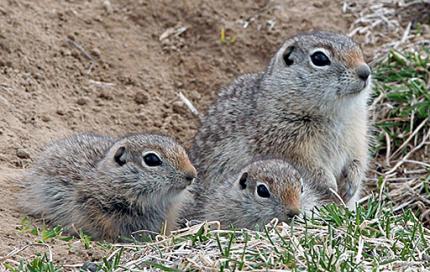 Washington ground squirrel adult and two young grouped together on the ground