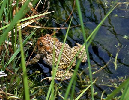 A Woodhouse's toad floats near the surface of a creek  