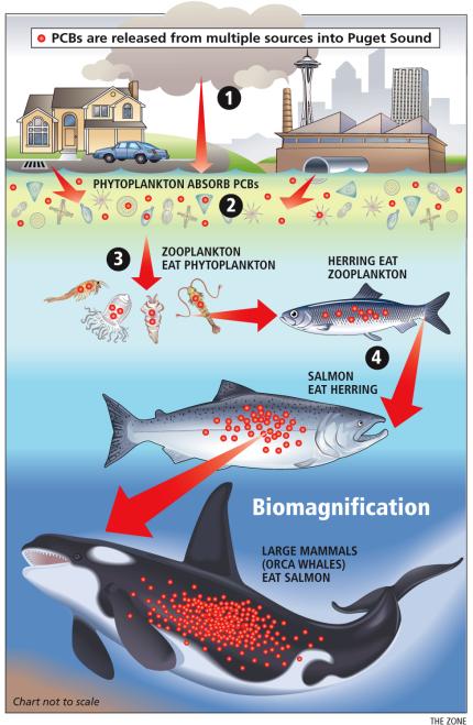 Graphic showing how PCBs and other toxins are magnified as they progress up the food chain