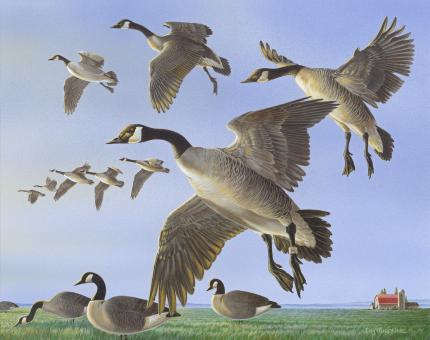 Group of Canada geese flying over farmland