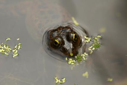 Oregon spotted frog peaks eyes above water