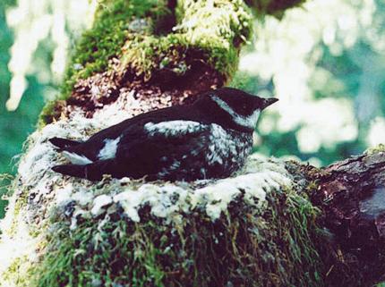 A juvenile marbled murrelet sits on its mossy nest on a tree limb