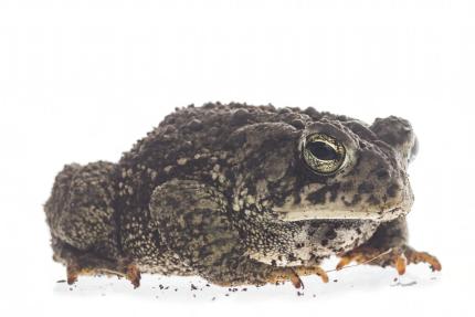 Close up of an adult Woodhouse's toad on a white background