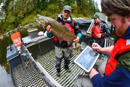 WDFW staff holds up Chinook salmon while another person records data on a tablet