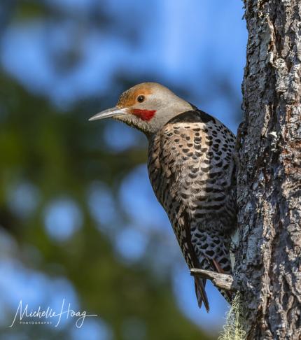 Red flicker perched on tree trunk
