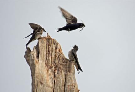 Two purple martins perched on and one flying over their nest in a restoration tree snag