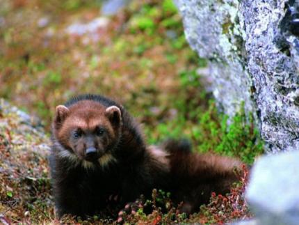 A wolverine in the wild looking straight ahead