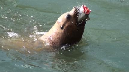 Steller sea lion eating salmon