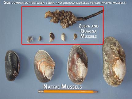 Zebra And Quagga Mussels | Washington Department Of Fish & Wildlife