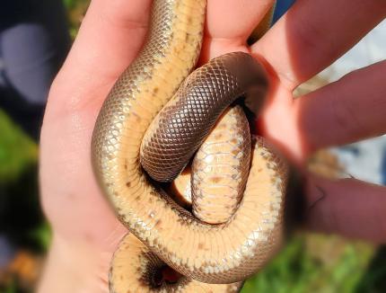 Close up of a rubber boa held in the hand of a WDFW biologist so the lighter colored belly show