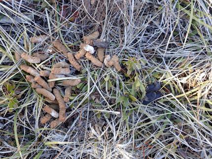 Over a dozen Columbian sage-grouse brown and white, cylindrical droppings on dried grassy ground