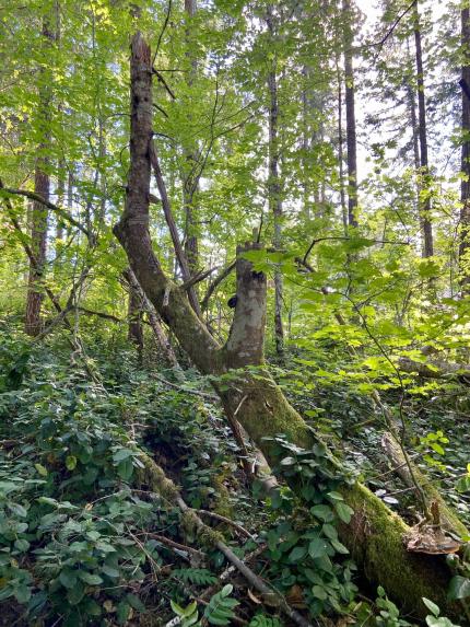 Snag tree in forested area