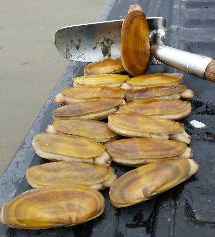 WDFW approves coastal razor clam digs beginning Thursday, April 6,  tentative dates also set; daily limit increases to 20 clams