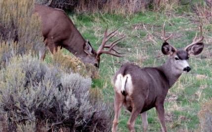 Mule deer in shrubsteppe habitat