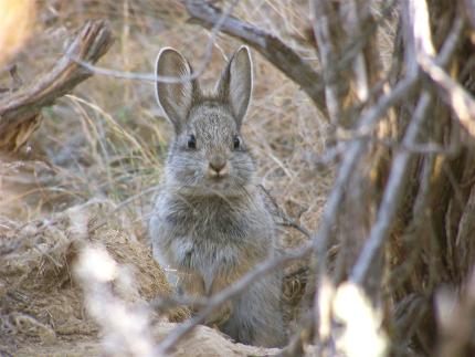 Pygmy rabbit