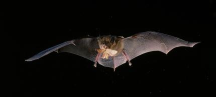 Big brown bat in flight eating a moth