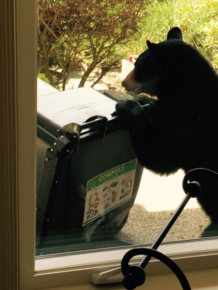 black bear pushing trash can