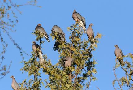 A flock of band-tailed pigeon perched in a tree top