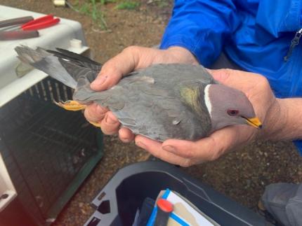 Male band-tailed pigeon held by a WDFW biologist