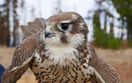 Close up of a prairie falcon  