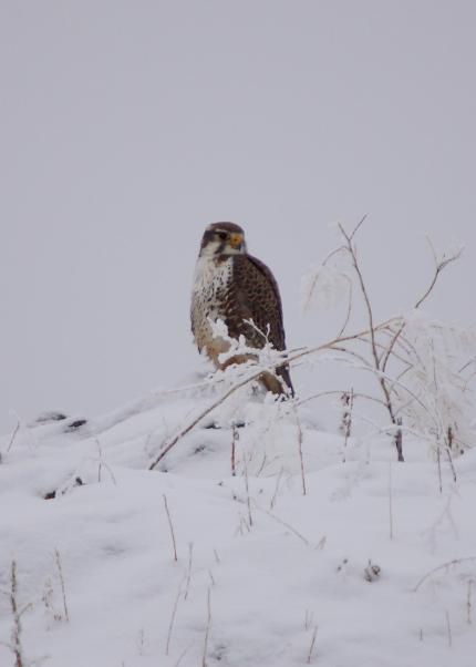 A prairie falcon is perched on snow-covered ground 