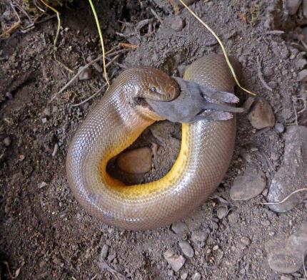 A rubber has a gray-colored small mammal half way down the snake's mouth