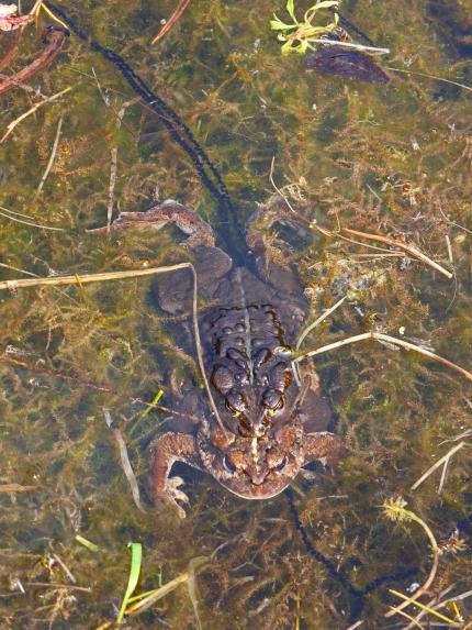 Two western toads mating in shallow water 