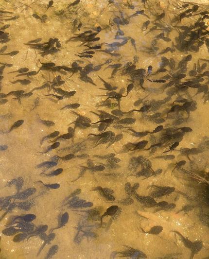 A mass of dark colored western toad tadpoles in shallow water