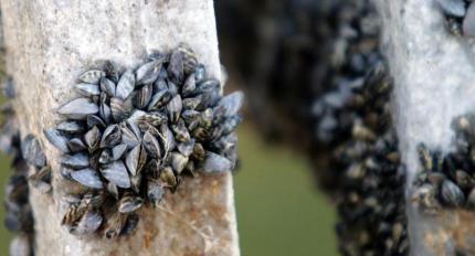 Zebra mussels found on a watercraft at a WDFW check station