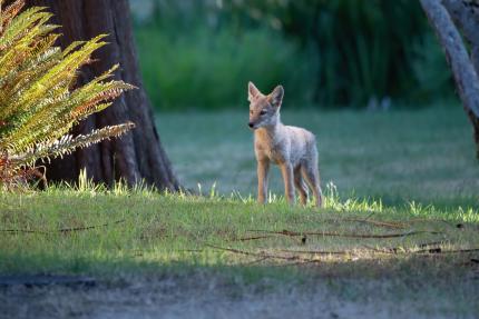 Do coyotes hot sale get parvo