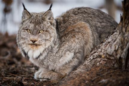 Close up of a lynx crouched on the ground and looking into the camera