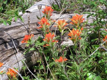 Close up of a patch of the prairie plant Harsh Paintbrush with orange flowers