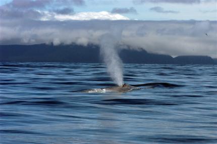 The spouting blowhole of a blue whale above the water's surface with foggy coastline in the background