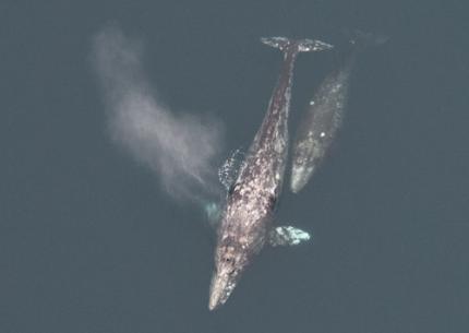 Aerial view of gray whale mother and calf swimming near the ocean's surface