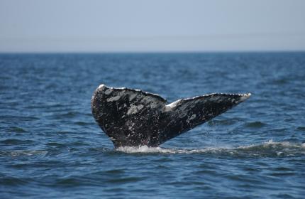 Only the tail of a gray whale shows as it dives beneath the ocean's surface