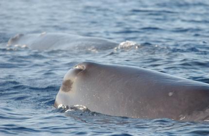 Profile of upper head of a sperm whale above the ocean's surface