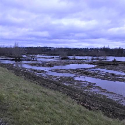 Estuary habitat at Smith Island in Snohomish delta