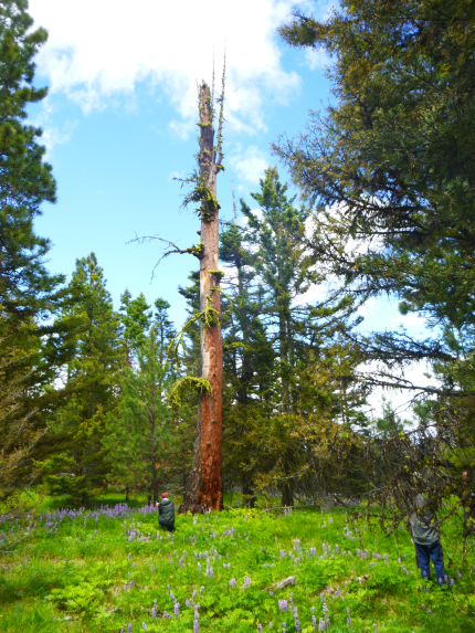 Tall snag, also known as a wildlife tree