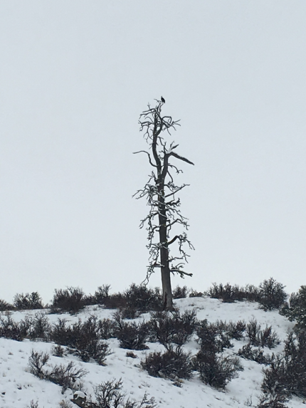 Snag in winter with eagle on top